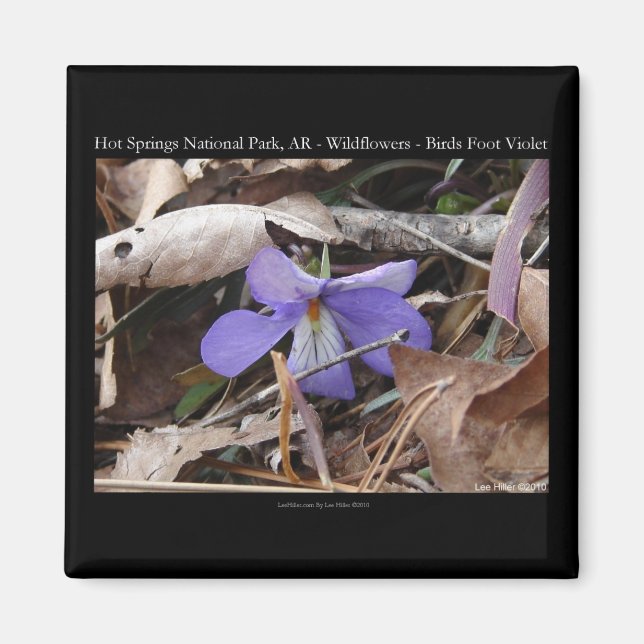 Imán Parque nacional Hot Springs, AR Wild Violets Gifts (Frente)