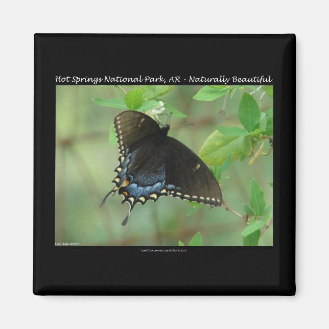Imán Parque nacional Hot Springs Swallowtail Butterfly (Frente)