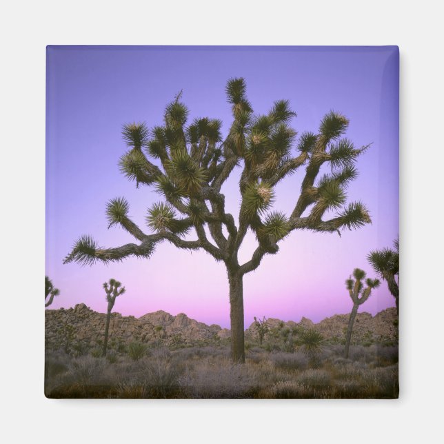IMÁN PARQUE NACIONAL JOSHUA TREE, CALIFORNIA. EE. UU. (Frente)