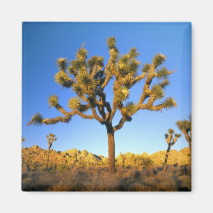 Imán Parque Nacional Joshua Tree, California. EE. UU.