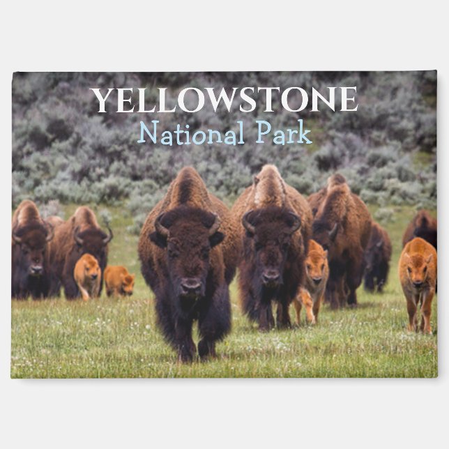 Imán Parque Nacional Magnet Yellowstone Bison Búfalo (Anverso)