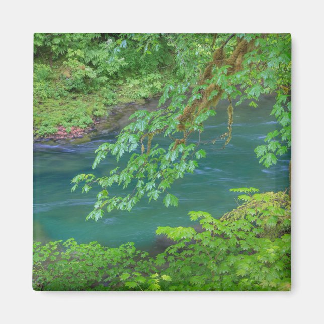 Imán Parque nacional olímpico Estado de Washington (Frente)