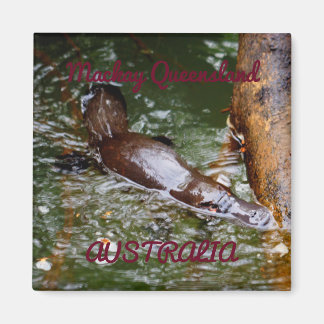 IMÁN PARQUE NACIONAL PLATYPUS EUNGELLA AUSTRALIA