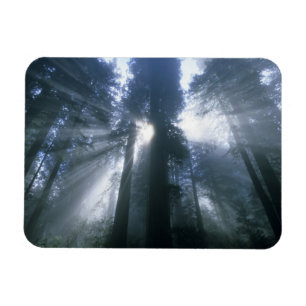 Imán Parque Nacional Redwood, Condado de Del Norte, bru