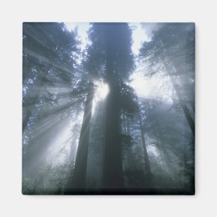 Imán Parque Nacional Redwood, Condado de Del Norte, bru