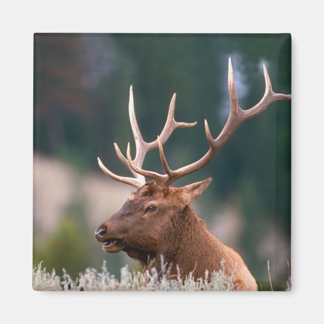 Imán Parque nacional Rocky Mountain Elk Yellowstone (Frente)