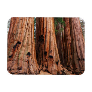 Imán Parque nacional Sequoia