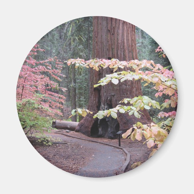 Imán Parque nacional Sequoia (Frente)