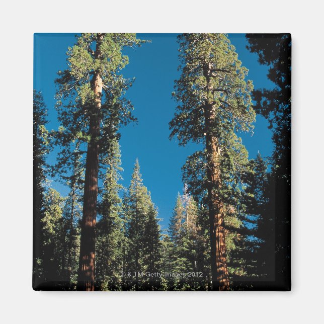 Imán Parque Nacional Sequoia, California (Frente)