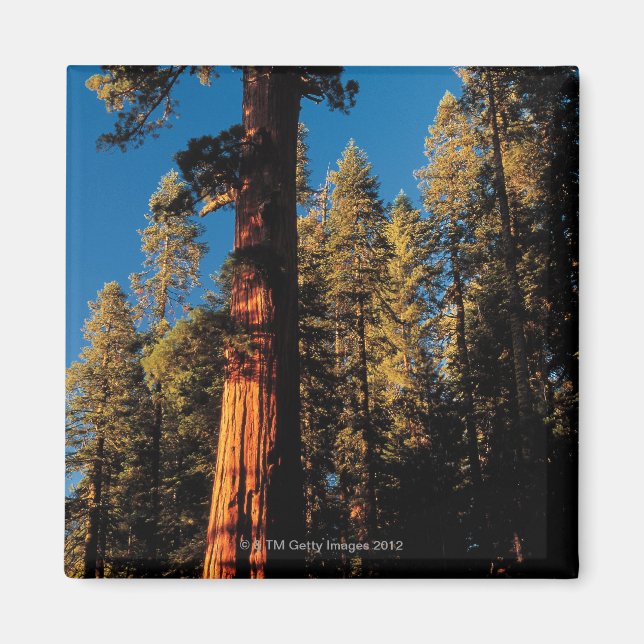 Imán Parque nacional Sequoia, California 2 (Frente)