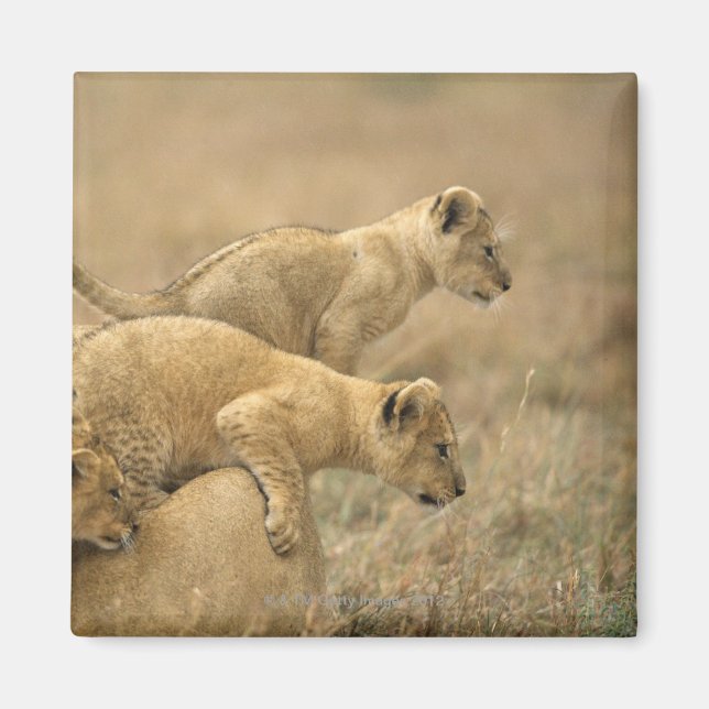 Imán Parque nacional Serengeti, Tanzania 2 (Frente)
