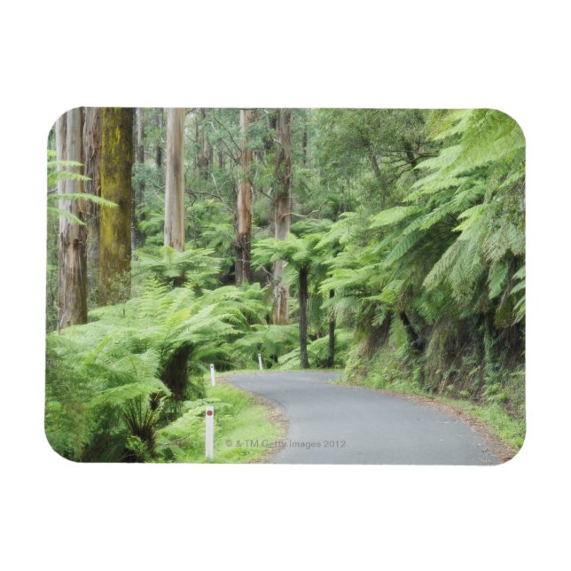 Imán Parque nacional Tarra Bulga, Ranges Strzelecki (Horizontal)