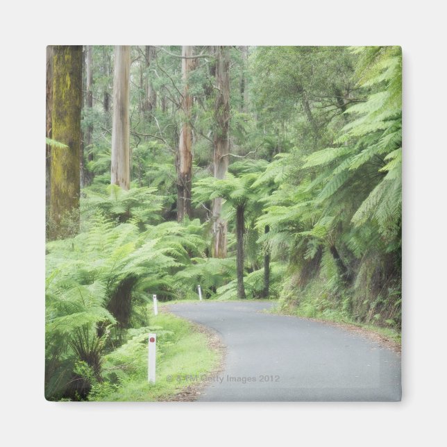 Imán Parque nacional Tarra Bulga, Ranges Strzelecki (Frente)