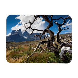 Imán Parque Nacional Torres del Paine, árboles dañados