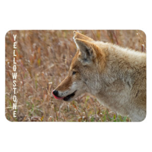 Imán Parque nacional Yellowstone