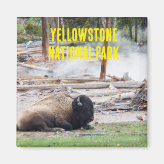 Imán Parque nacional Yellowstone Bison Magnet