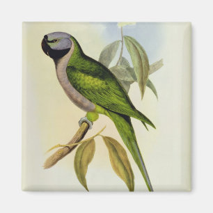 Imán Parque: Palaeornis Derbianus, c.1850