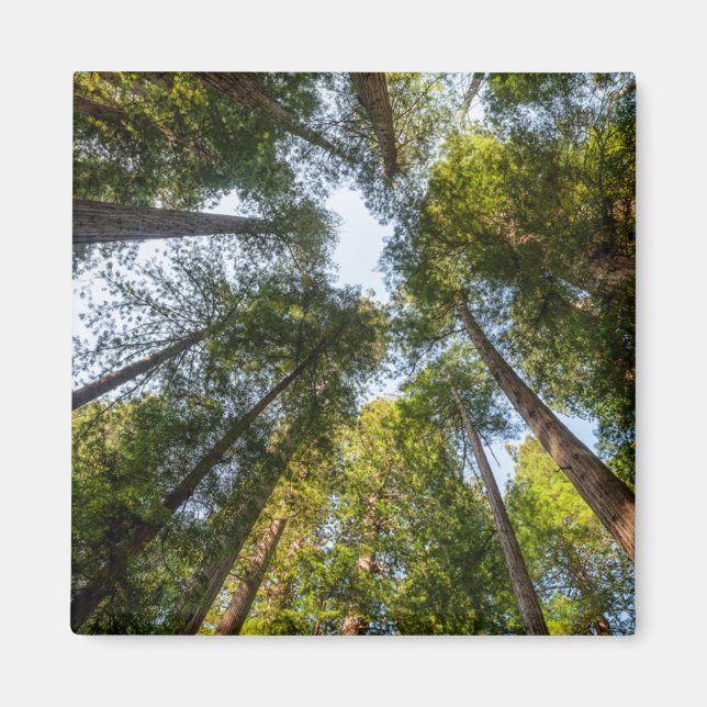 Imán Parques nacionales y estatales de secuoya, Califor (Frente)