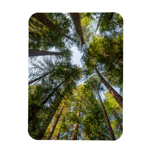 Imán Parques nacionales y estatales de secuoya, Califor (Vertical)