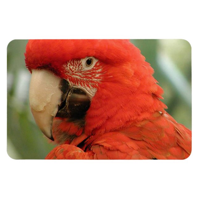 IMÁN PARROT (Horizontal)