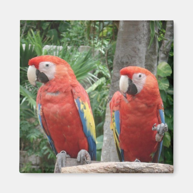Imán Parrot Magnet (Frente)