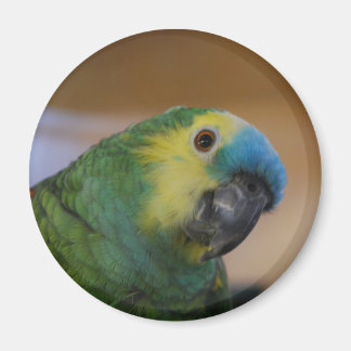 Imán Parrot Magnet
