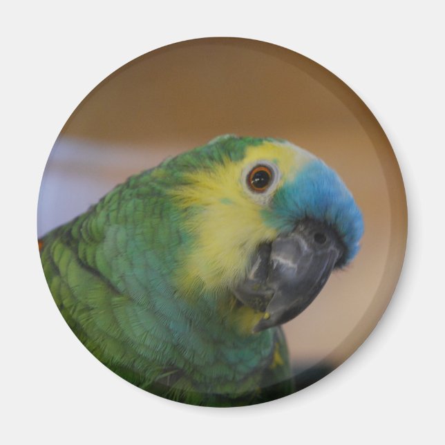 Imán Parrot Magnet (Frente)