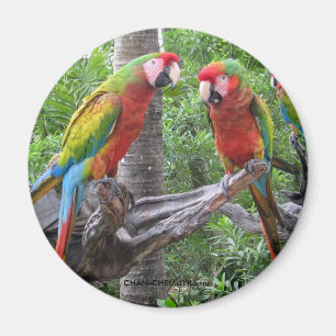 Imán Parrot Magnet