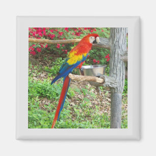 Imán Parrot Magnet