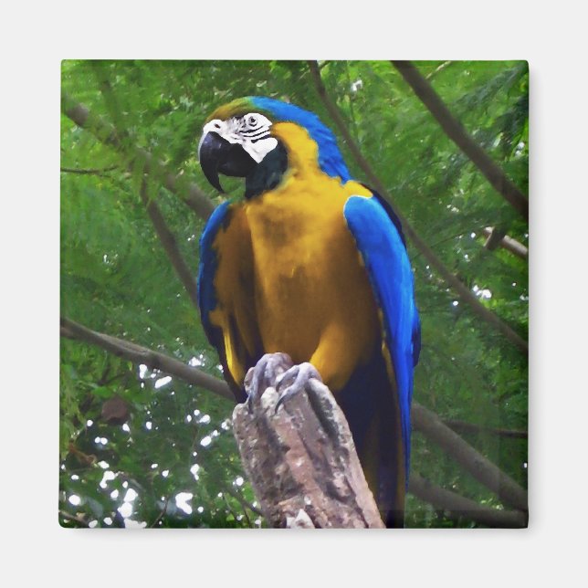 Imán Parrot Pose ~ Magnet (Frente)