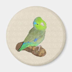 Imán Parrotlet masculino verde
