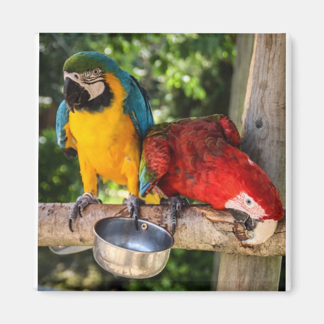 Imán Parrots Jugando (Frente)
