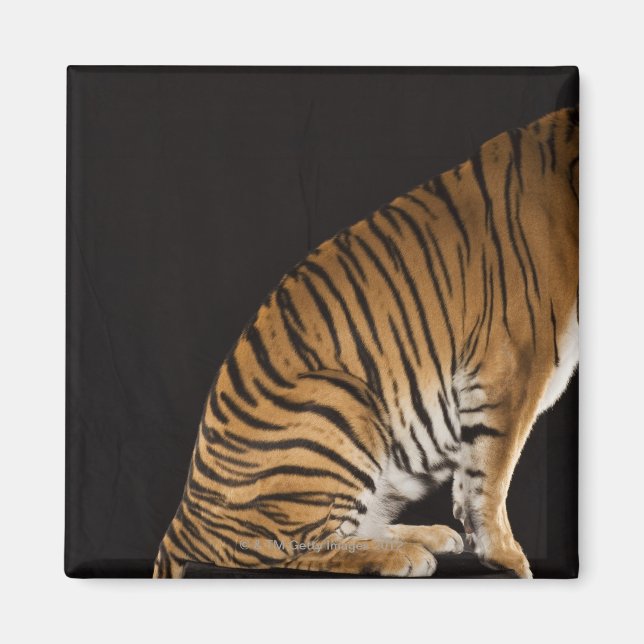 Imán Parte posterior del tigre sentado en la plataforma (Frente)