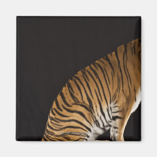 Imán Parte posterior del tigre sentado en la plataforma