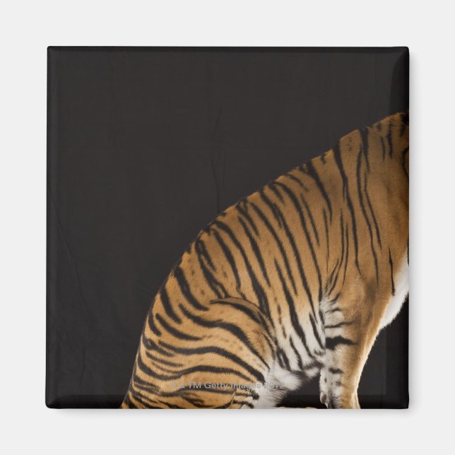 Imán Parte posterior del tigre sentado en la plataforma (Frente)