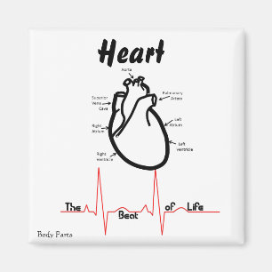 Imán Partes corporales — Corazón humano
