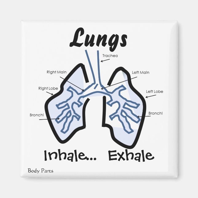 Imán Partes corporales — Pulmones humanos (Frente)