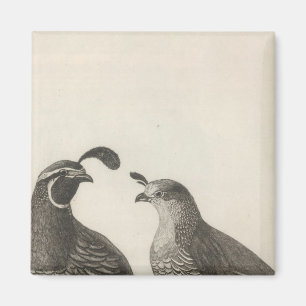 Imán Partridge de hombres y mujeres de California