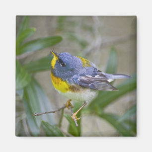 Imán Parula americana (Parula americana)