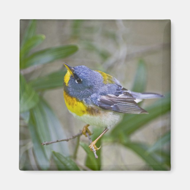 Imán Parula americana (Parula americana) (Frente)