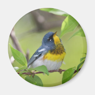 Imán Parula del Norte