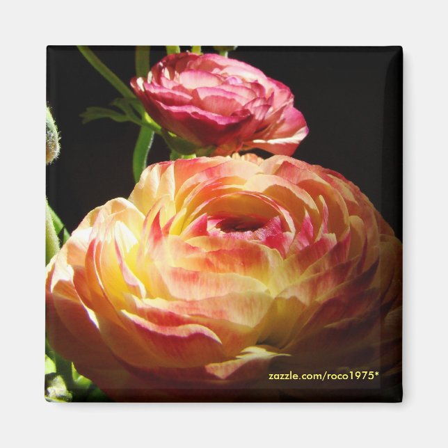 Imán Pasar por Stones (Frente)