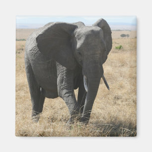 Imán paseo elefante