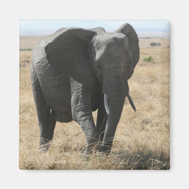 Imán paseo elefante (Frente)