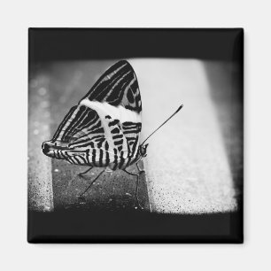 Imán paso de mariposa