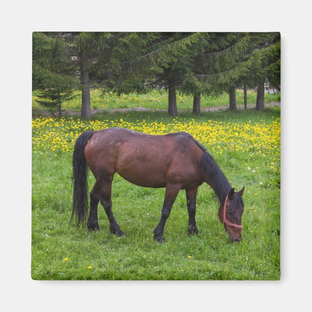 Imán Paso de Tihuta, caballo en pastizal (Frente)