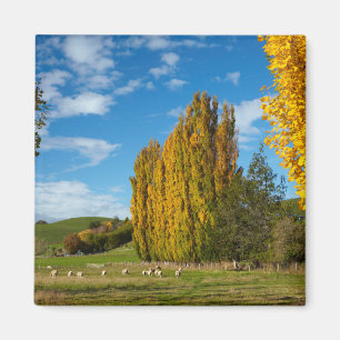 Imán Pastel de granja con oveja