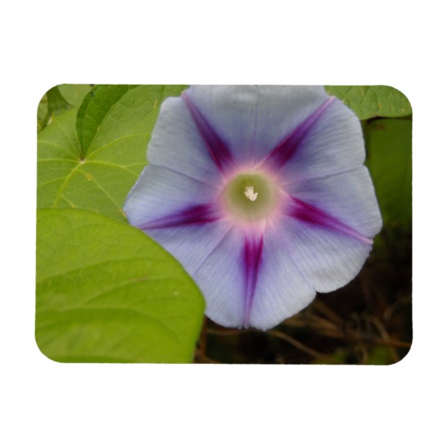 Imán Pastel Morning Glory (Horizontal)