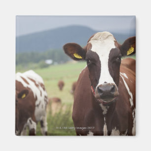 Imán Pasto de vacas