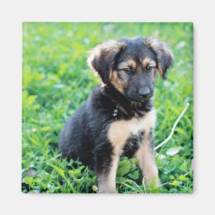 Imán Pastor alemán